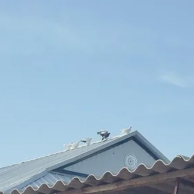 Ak kepderi