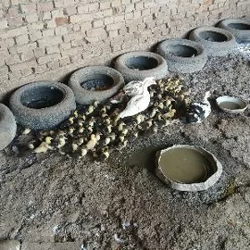 Gara gaz juyjesi