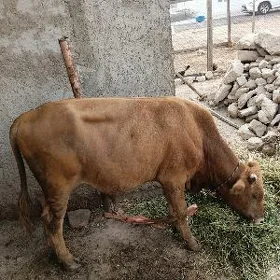 ÖKÜZÇE