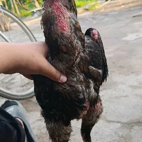 Bahubali