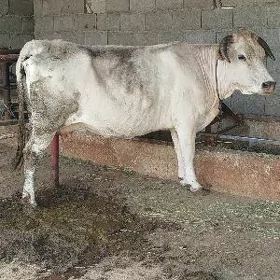 sygyr bakyalan