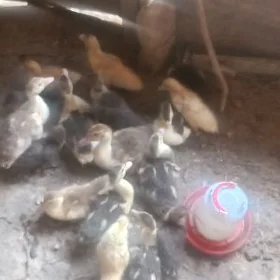 garagaz juyjesi