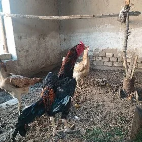 Horaz .Akganat