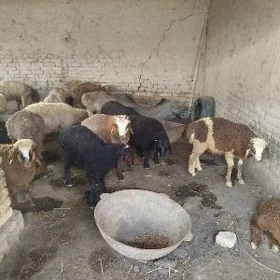 guzylar