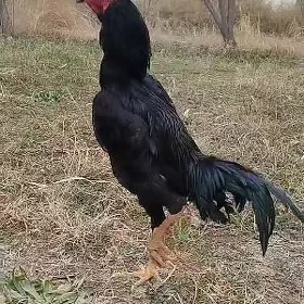 satılık beyes türk linya