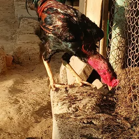 Taşkent horaz