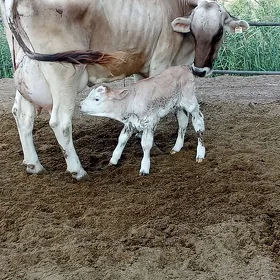 çopan