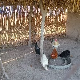 Towuklar