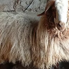 goç