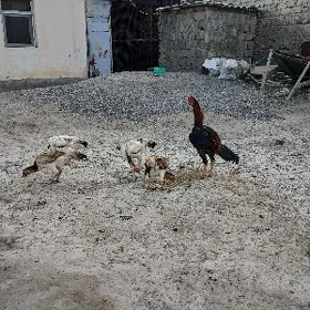 Tașkent