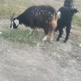 gysyr geci