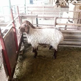 işşek