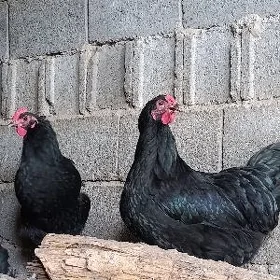 Gigant towugyn yumurtgasy