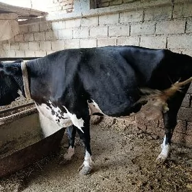 sygyr gibrit