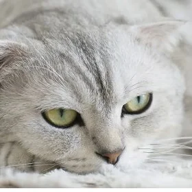 шотландская кошка 1,5 года