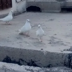 kepderi