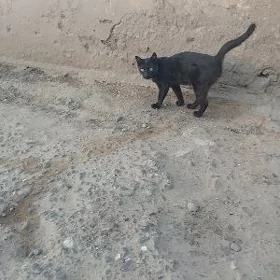 arassa pisik