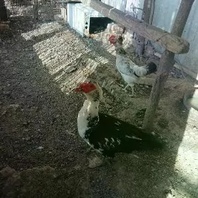ordek