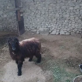 Tokli