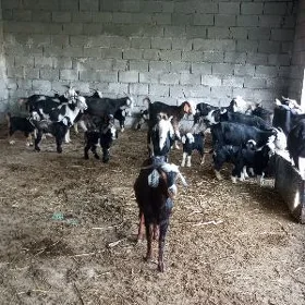 OWLAKLİ GEÇİLER