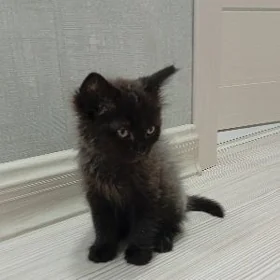 Котенок красивый