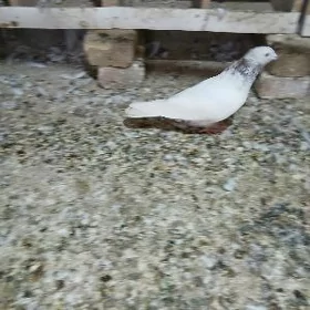 kepderi