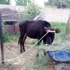 Tohum Tüwe 1 ýaş 1 aýlyk
