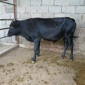 őkiz