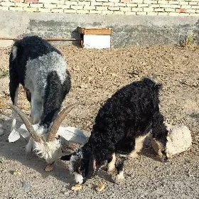 Owlakly geçi