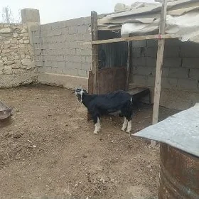 гечи