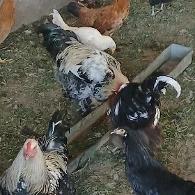 Horozlar