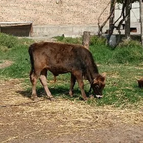 Biçildn ökuz