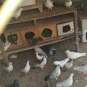 kepder