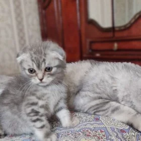 котёнок , pişik