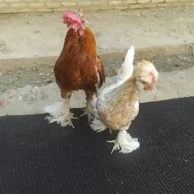Karlik