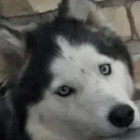 AFINA