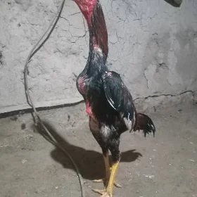 БАЕЦ ХОРАЗ
