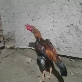 БАЕЦ ХОРАЗ