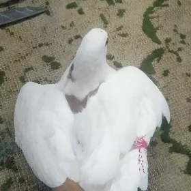 kepteri