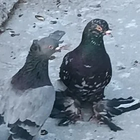kepderi