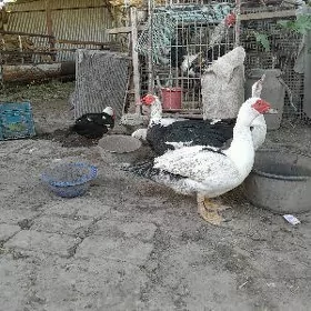 indiwutga ördek