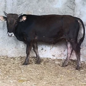 ÖKÜZ