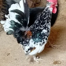 karlık horaz