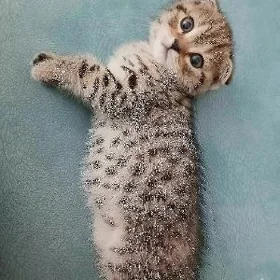 Шотланские котята