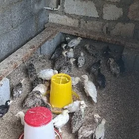 ınduk jüyje