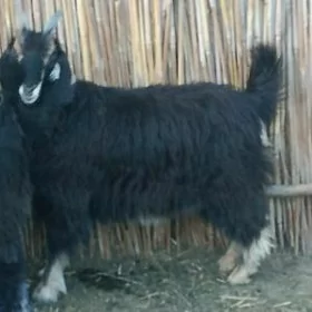 çewiler
