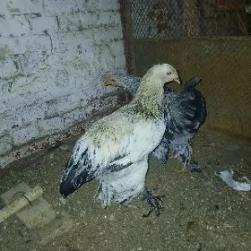 towuk broller horaz