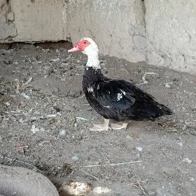 induşka