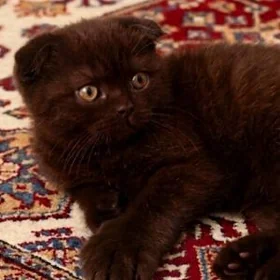 шотландские котята