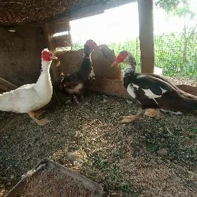 indukutga